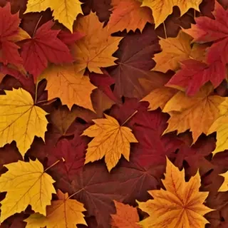 fall leaves png