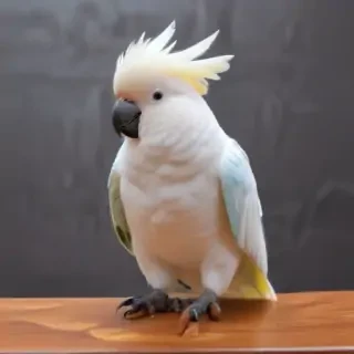 cockatoo