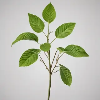 plant transparent background