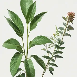 plant no background