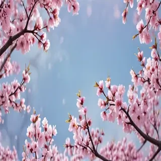 cherry blossom backround