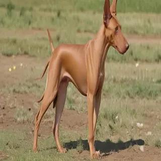 pharaoh hound