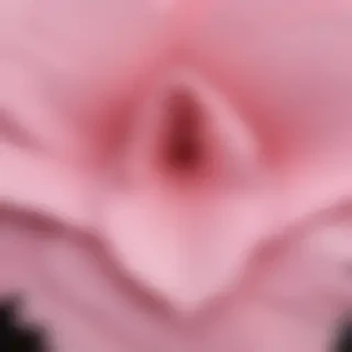 cute pink design