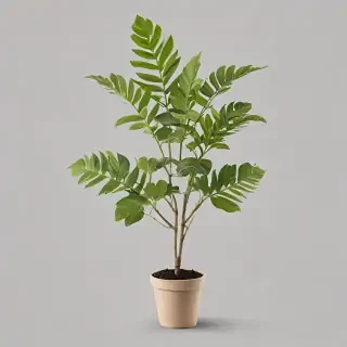 plant transparent background