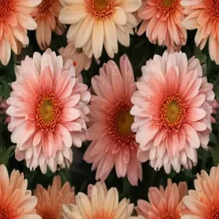 chrysanthemum png