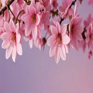 flower phone wallpaper