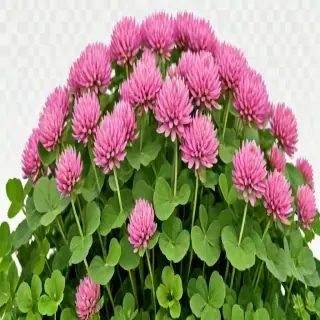clover png