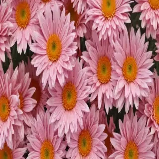 chrysanthemum png