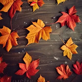iphone fall wallpaper
