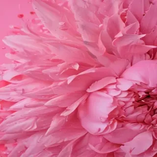 pink zoom background