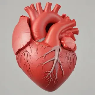 human heart png