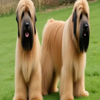 briard dog breed