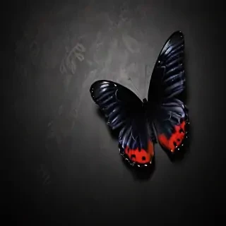 black butterfly wallpaper