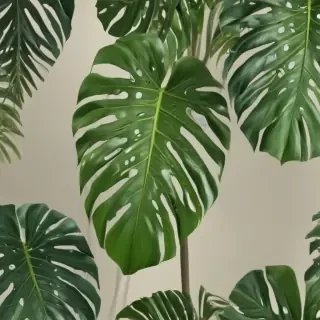 monstera png