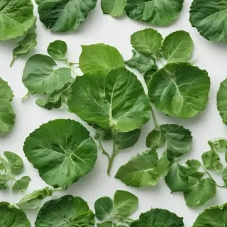 green on white background