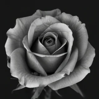 rose with black and white background