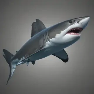 shark png