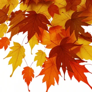 falling leaves png