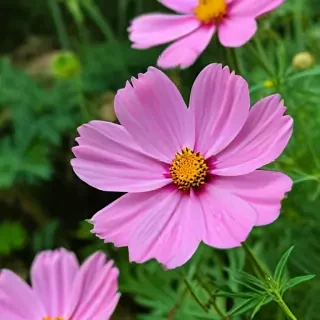 cosmos flower