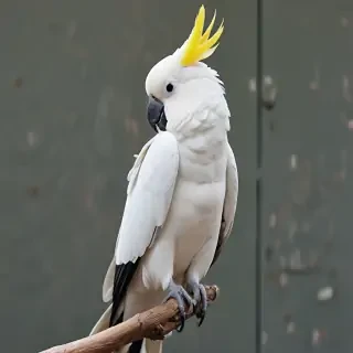 cockatoo