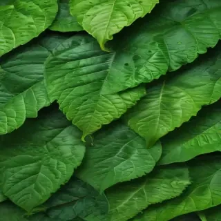 green leaf background