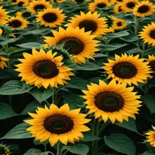sunflower aesthetic wallpapers