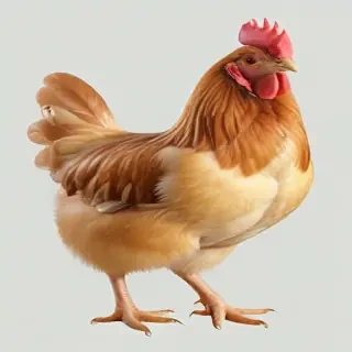 chicken transparent