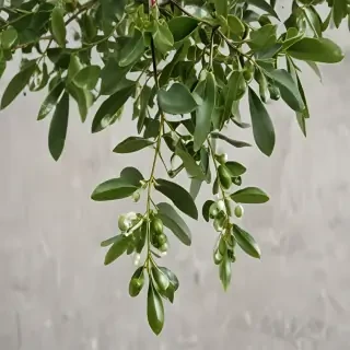 mistletoe png