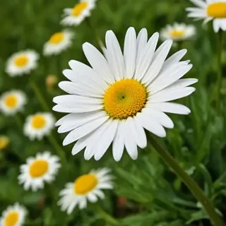 daisy flower wallpaper
