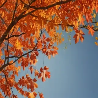 fall leaves