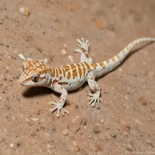 gecko lizard