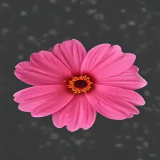 pink flower png