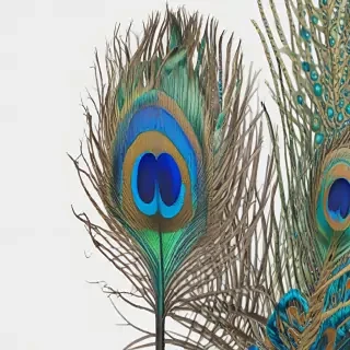 peacock feather png