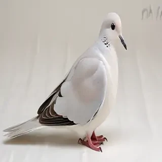 png dove
