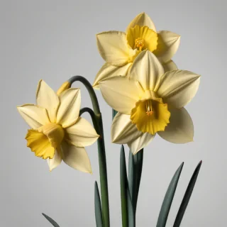 daffodil png