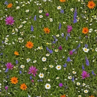 wildflower background