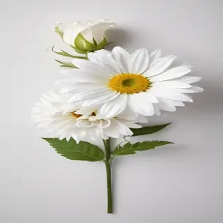 flower white background