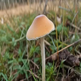 thin stemmed mushroom