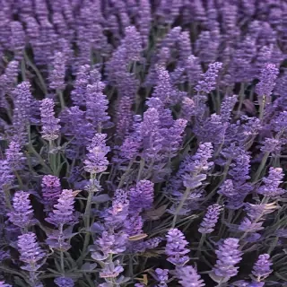 lavender phone background