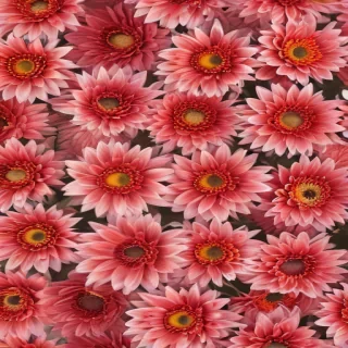 chrysanthemum png