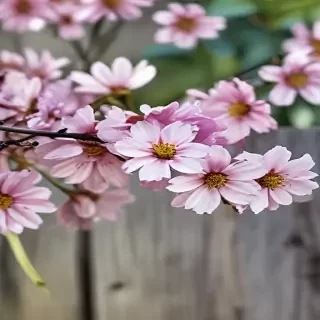 spring iphone background