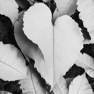 leaf white and black