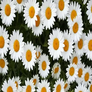 daisy background