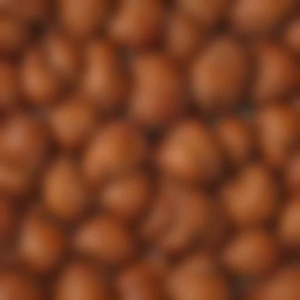 turkey png
