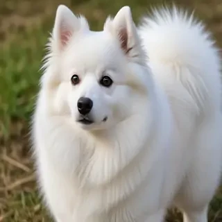 japanese spitz dog breed