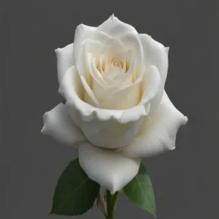 white rose png