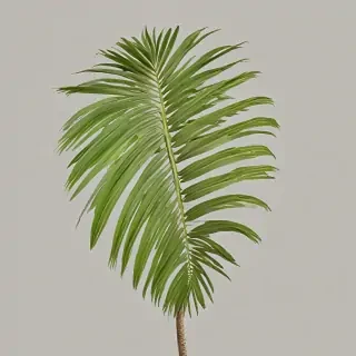 palm tree leaf png