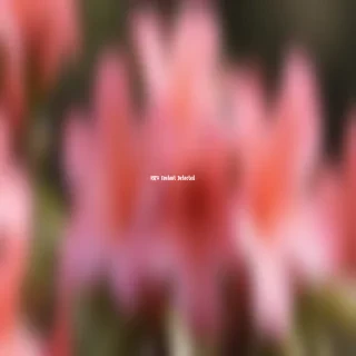 azalea flower