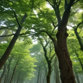 trees background