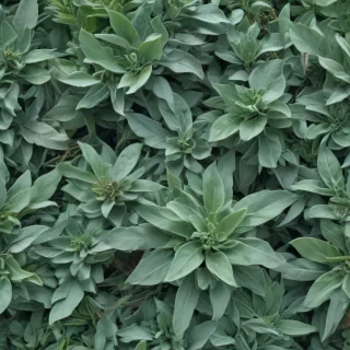 sage green aesthetic background